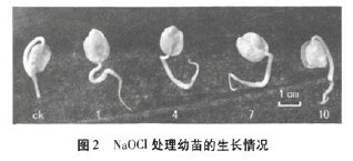 ͼ2 NOCL